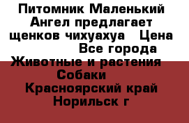 Питомник Маленький Ангел предлагает щенков чихуахуа › Цена ­ 10 000 - Все города Животные и растения » Собаки   . Красноярский край,Норильск г.
